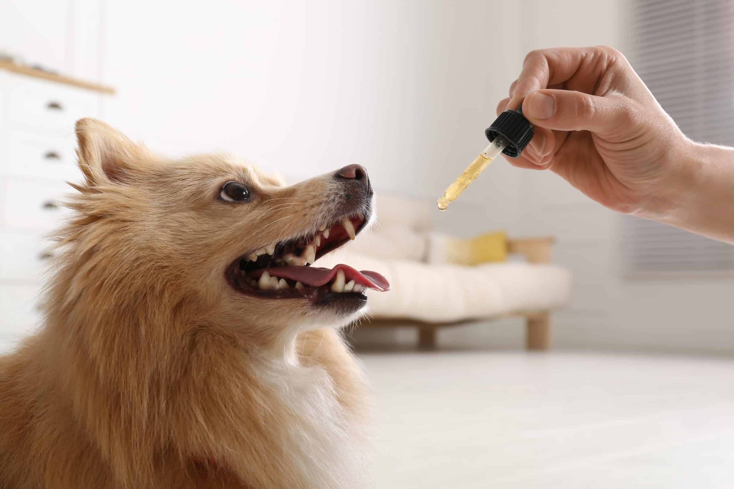 How to Choose the Best CBD Treats for Dogs