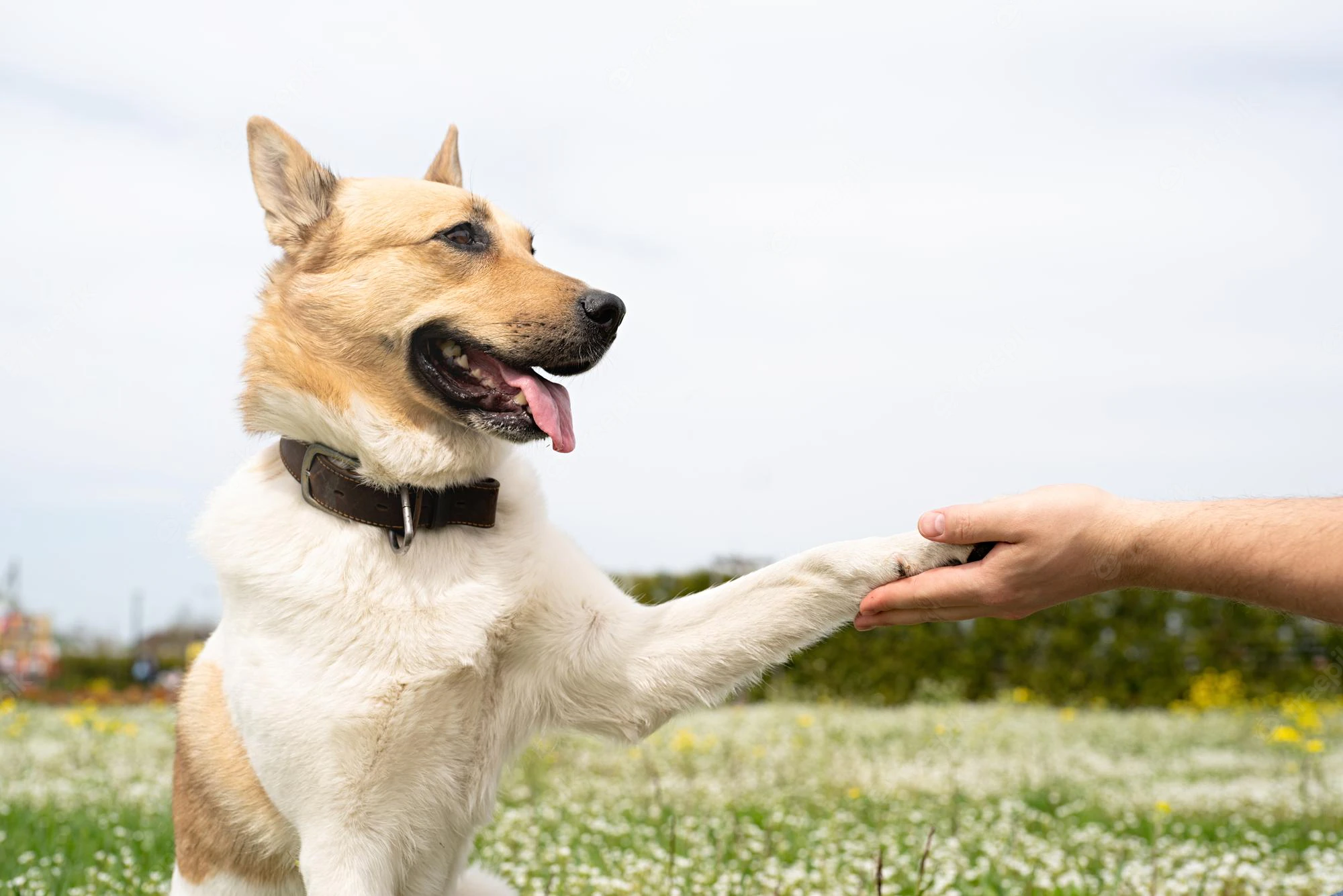 Canine Comfort: Unveiling the Power of CBD Oil for Dogs